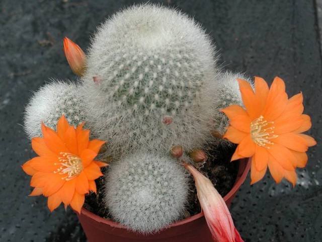 Rebutia_muscula_1
